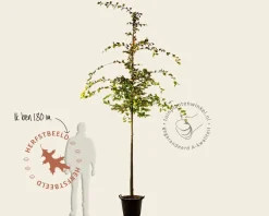 Carpinus betulus 'Rockhampton Red'