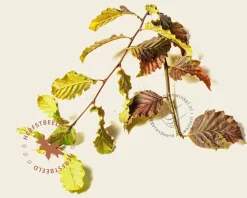Carpinus betulus 'Rockhampton Red'