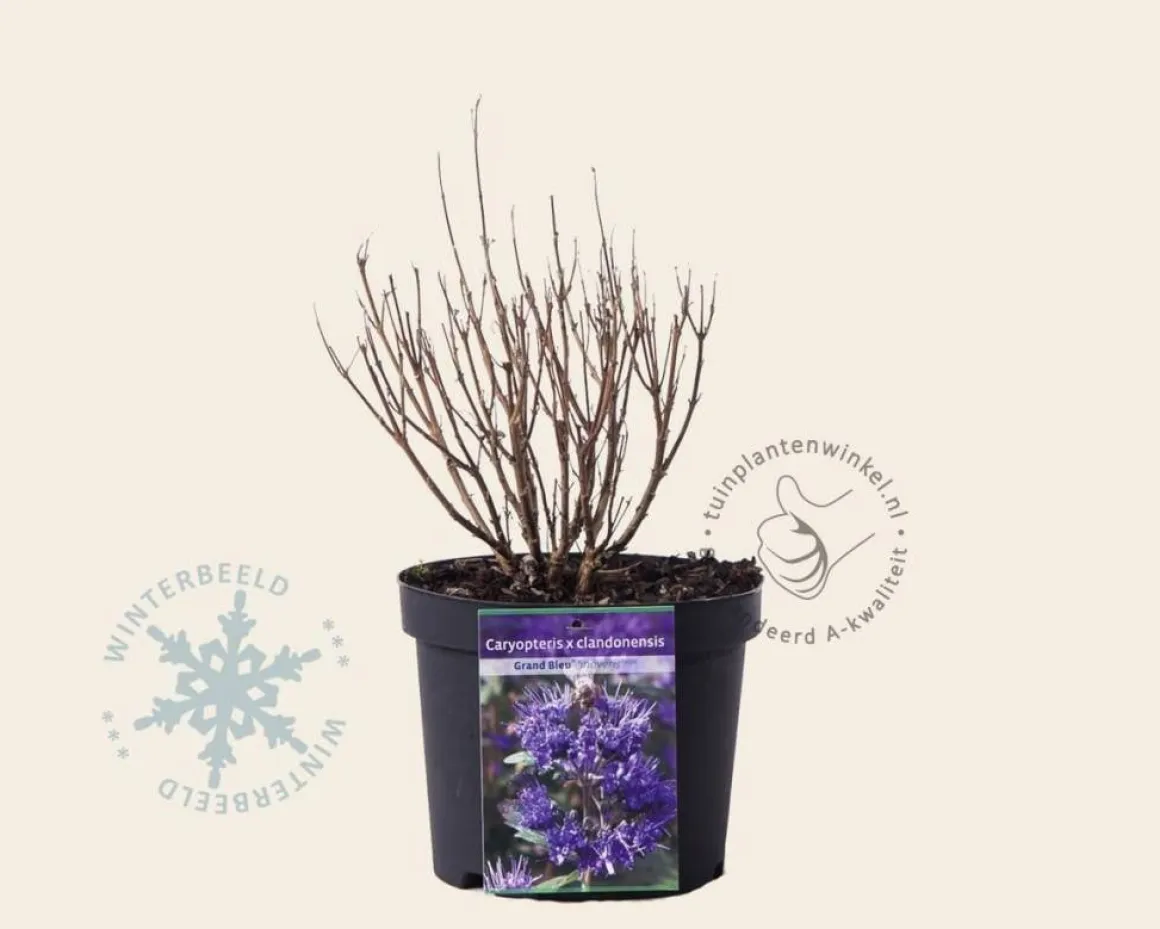 Caryopteris x clandonensis 'Grand Blue'