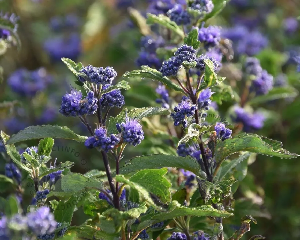 Caryopteris x clandonensis 'Grand Blue'