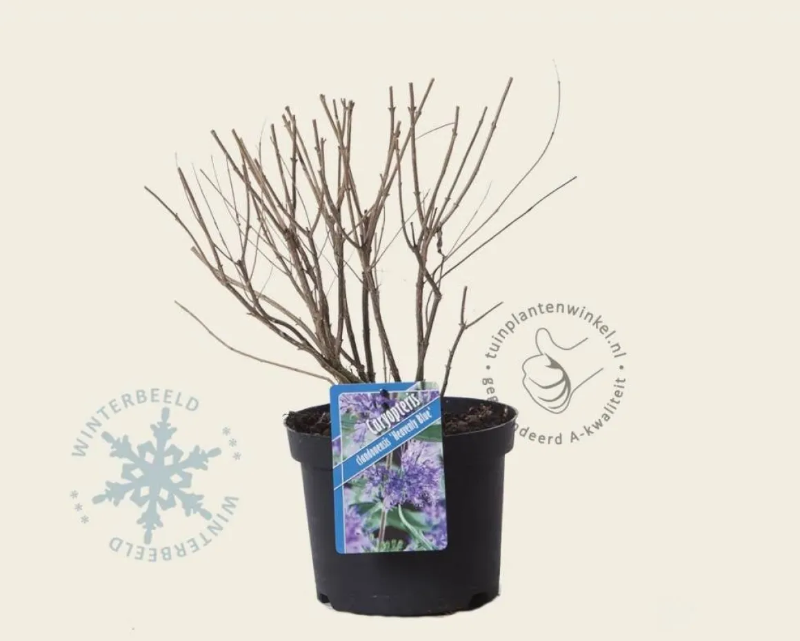 Caryopteris x clandonensis 'Heavenly Blue'