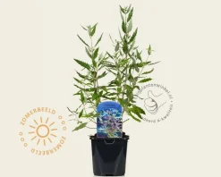 Caryopteris x clandonensis 'Heavenly Blue'