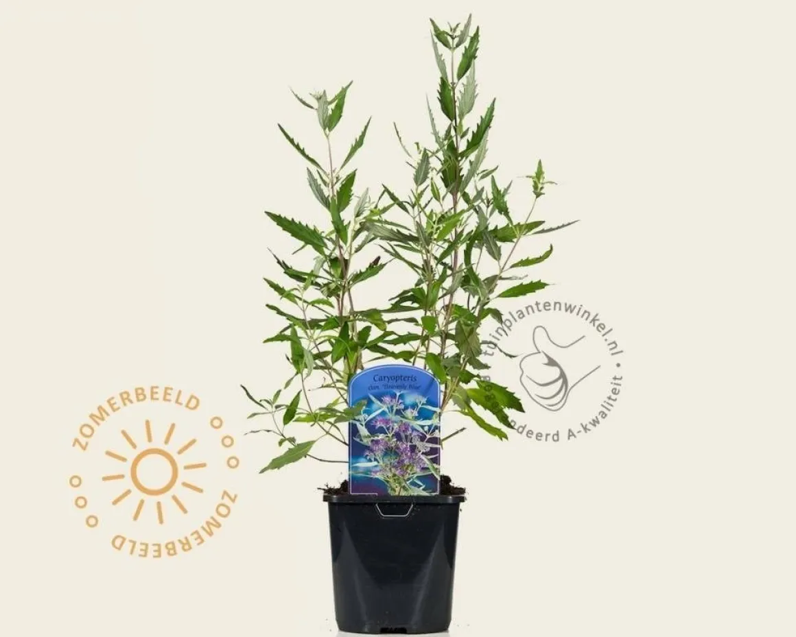 Caryopteris x clandonensis 'Heavenly Blue'