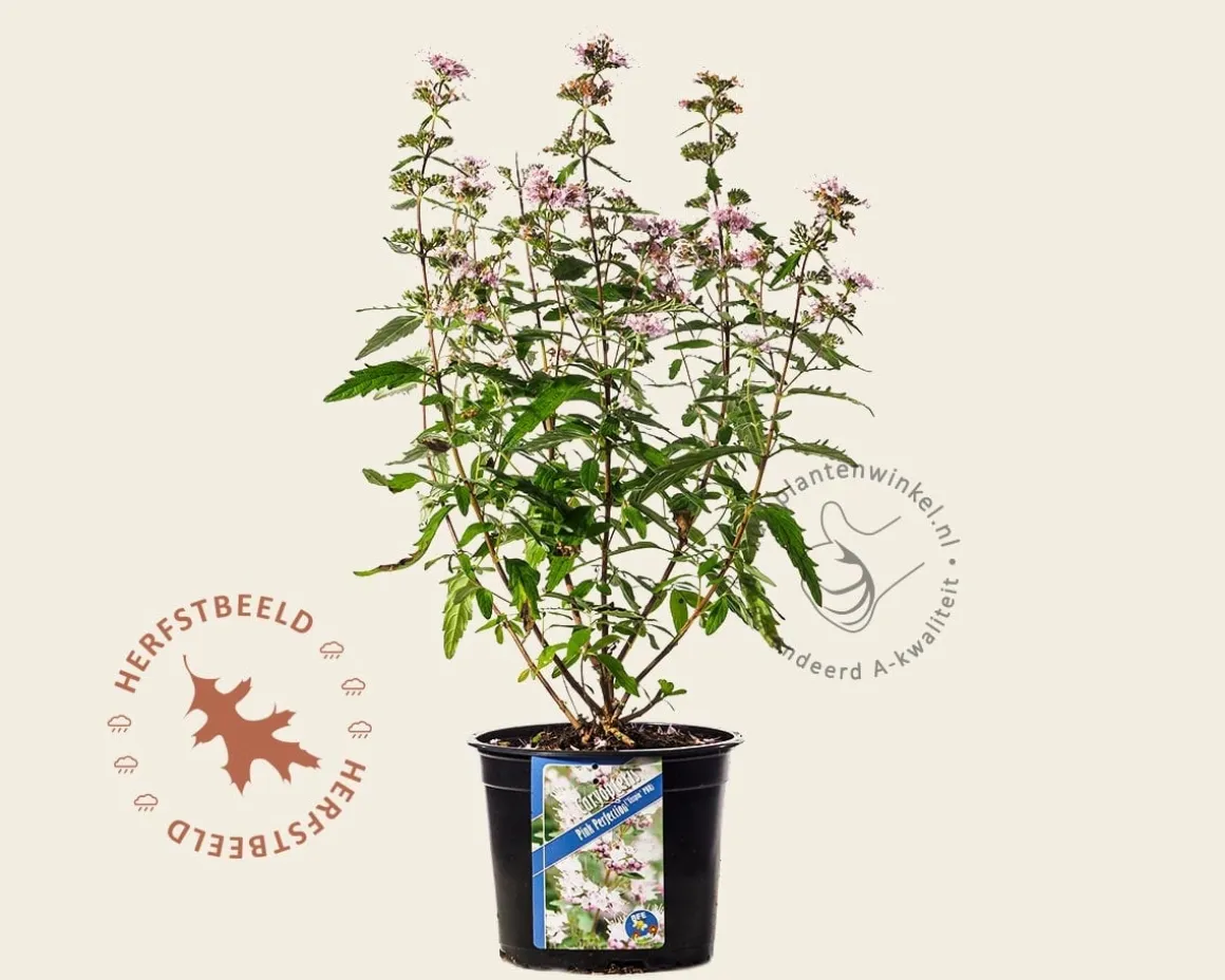Caryopteris x clandonensis 'Pink Perfection'