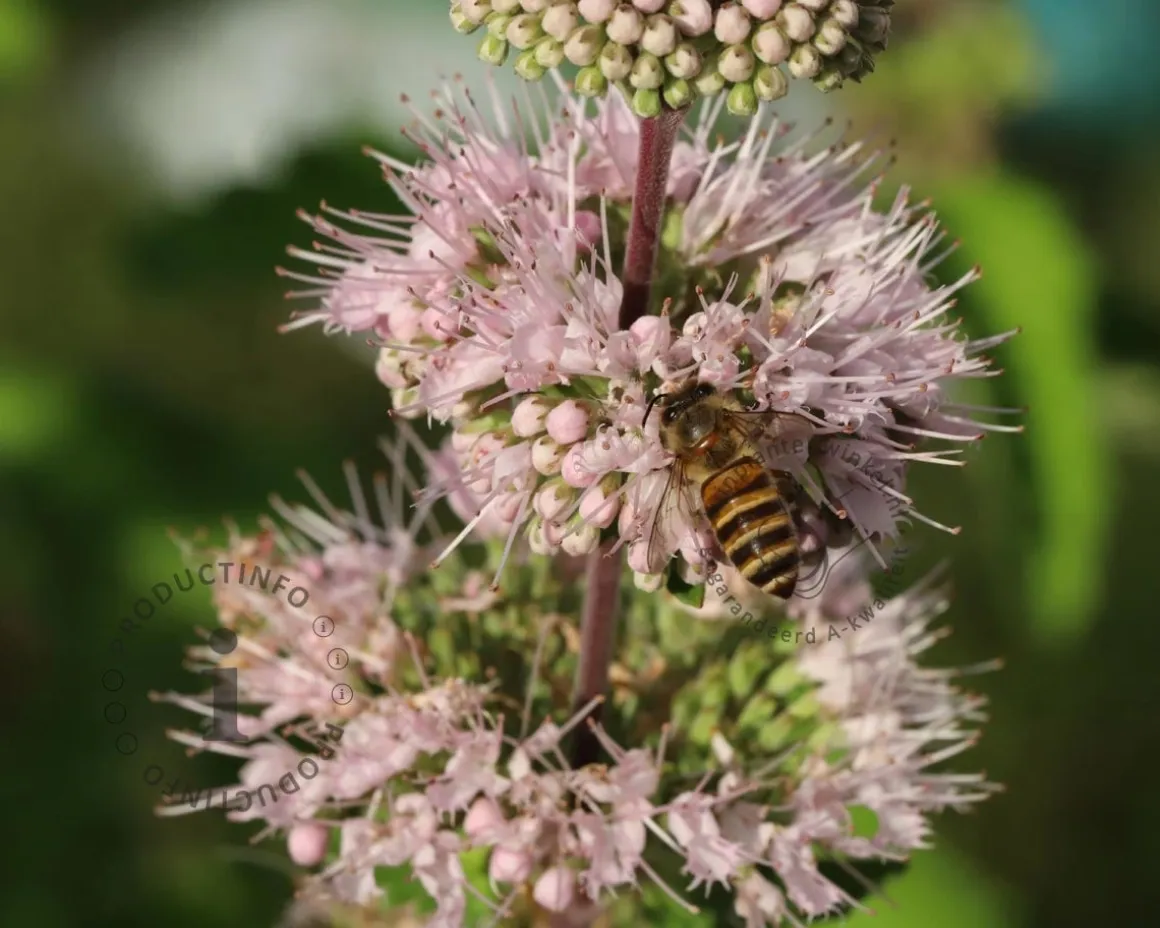 Caryopteris x clandonensis 'Pink Perfection'