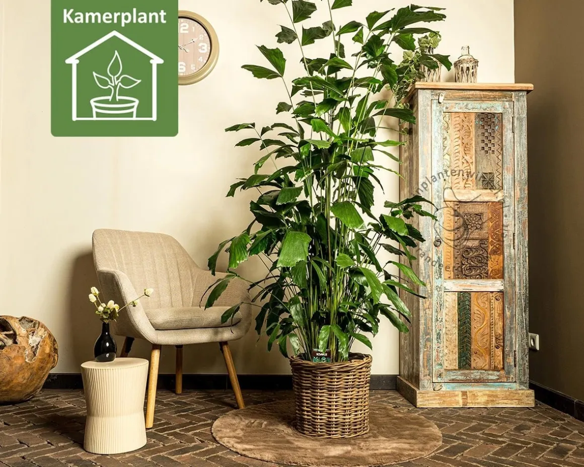 Caryota mitis