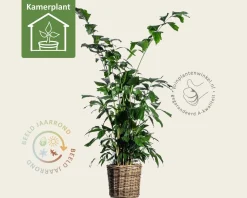 Caryota mitis