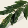 Castanea sativa