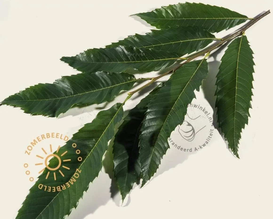 Castanea sativa