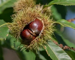 Castanea sativa 'Lyon'