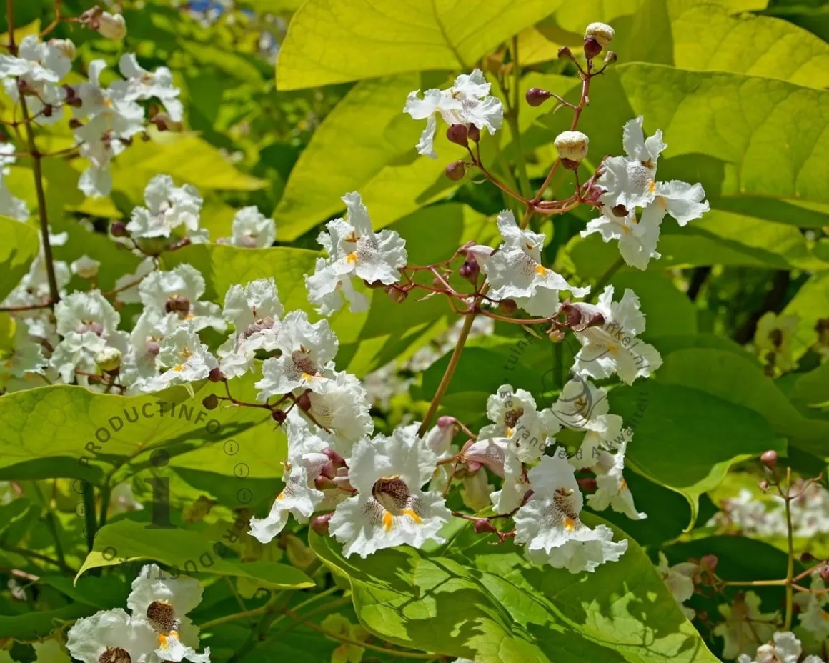 Catalpa bignonioides 'Aurea' - XL+
