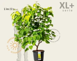 Catalpa bignonioides 'Aurea' - XL+