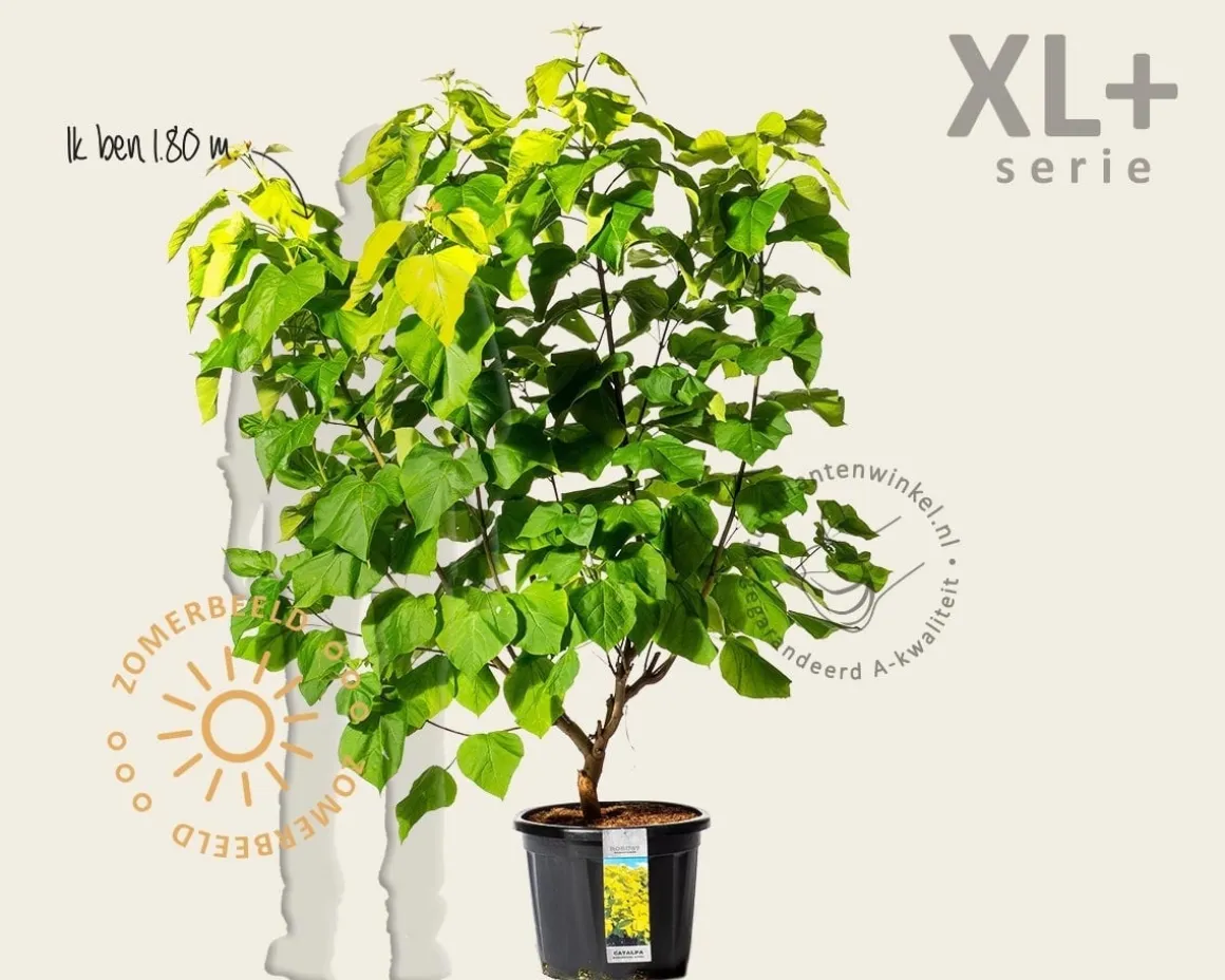 Catalpa bignonioides 'Aurea' - XL+