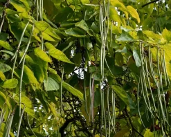 Catalpa bignonioides 'Aurea' - XL+