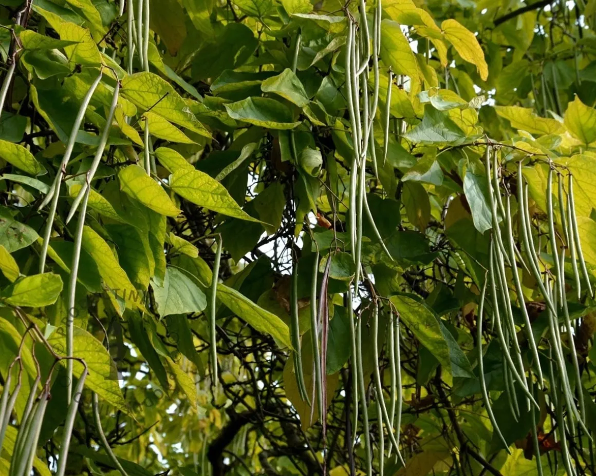 Catalpa bignonioides 'Aurea' - XL+