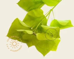 Catalpa bignonioides 'Aurea' - XL+