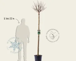 Catalpa bignonioides 'Nana' - 180 cm stam