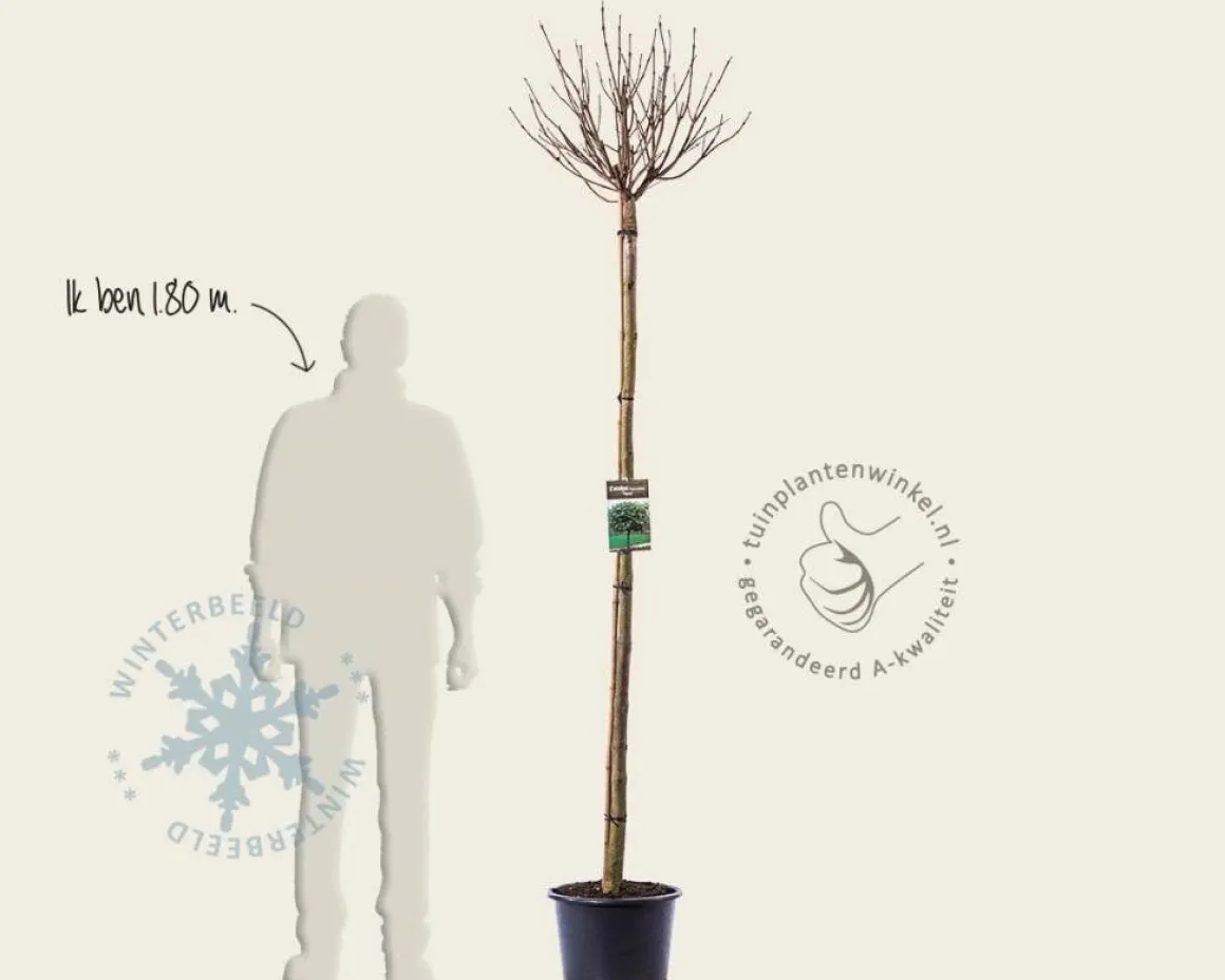 Catalpa bignonioides 'Nana' - 180 cm stam