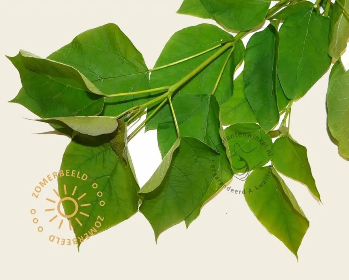 Catalpa bignonioides 'Nana' - 180 cm stam