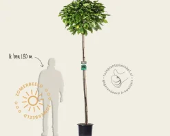Catalpa bignonioides 'Nana' - 200 cm stam
