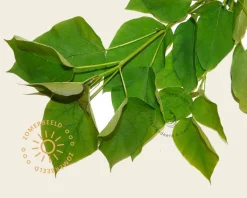 Catalpa bignonioides 'Nana' - 225 cm stam