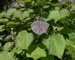 Catalpa erubescens 'Purpurea' - XL