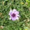 Catananche caerulea