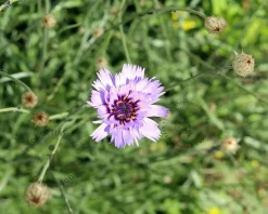 Catananche caerulea