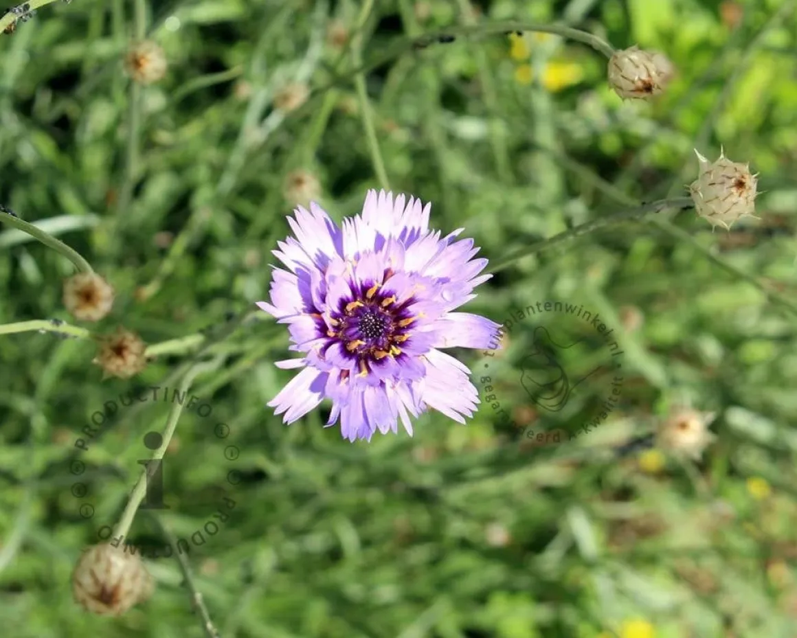 Catananche caerulea