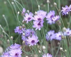 Catananche caerulea
