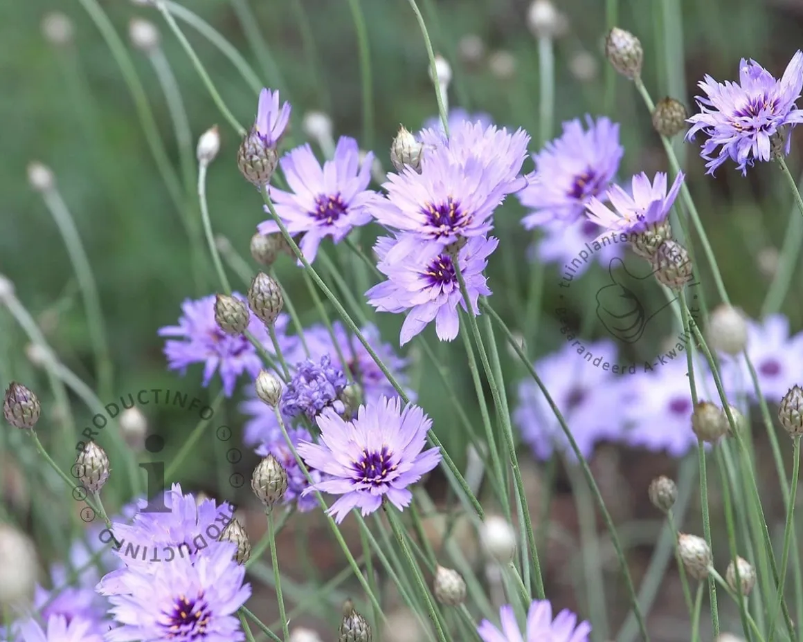 Catananche caerulea