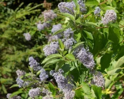 Ceanothus delilianus 'Gloire de Versailles'
