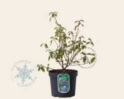 Ceanothus delilianus 'Gloire de Versailles'