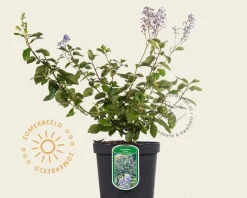 Ceanothus delilianus 'Gloire de Versailles'