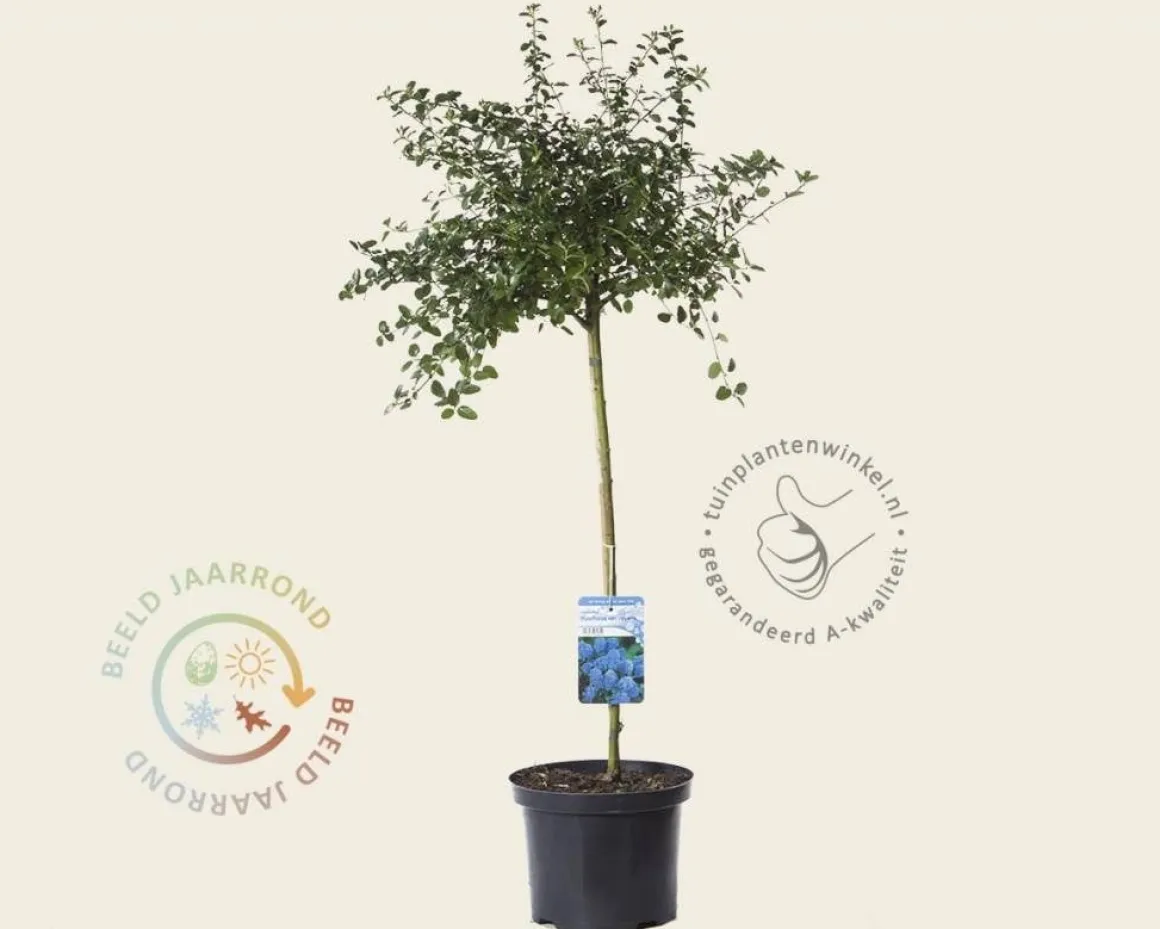 Ceanothus thyrsiflorus var repens - 60 cm stam