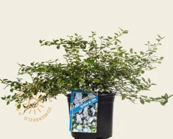 Ceanothus thyrsiflorus var. repens