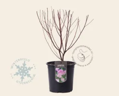 Ceanothus x pallidus 'Marie Simon'