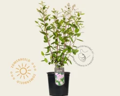 Ceanothus x pallidus 'Marie Simon'