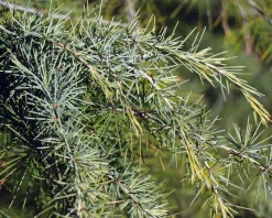Cedrus deodara 60/80
