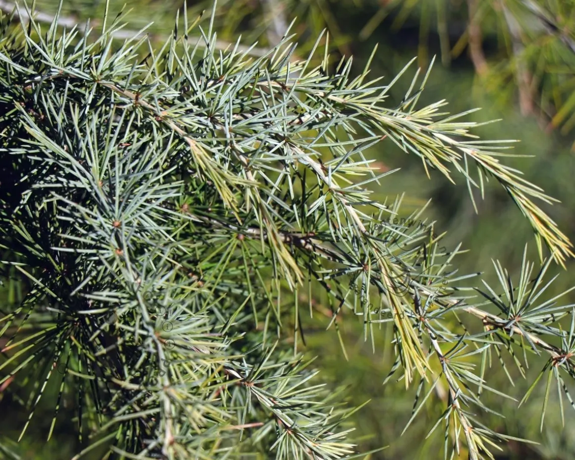 Cedrus deodara 60/80
