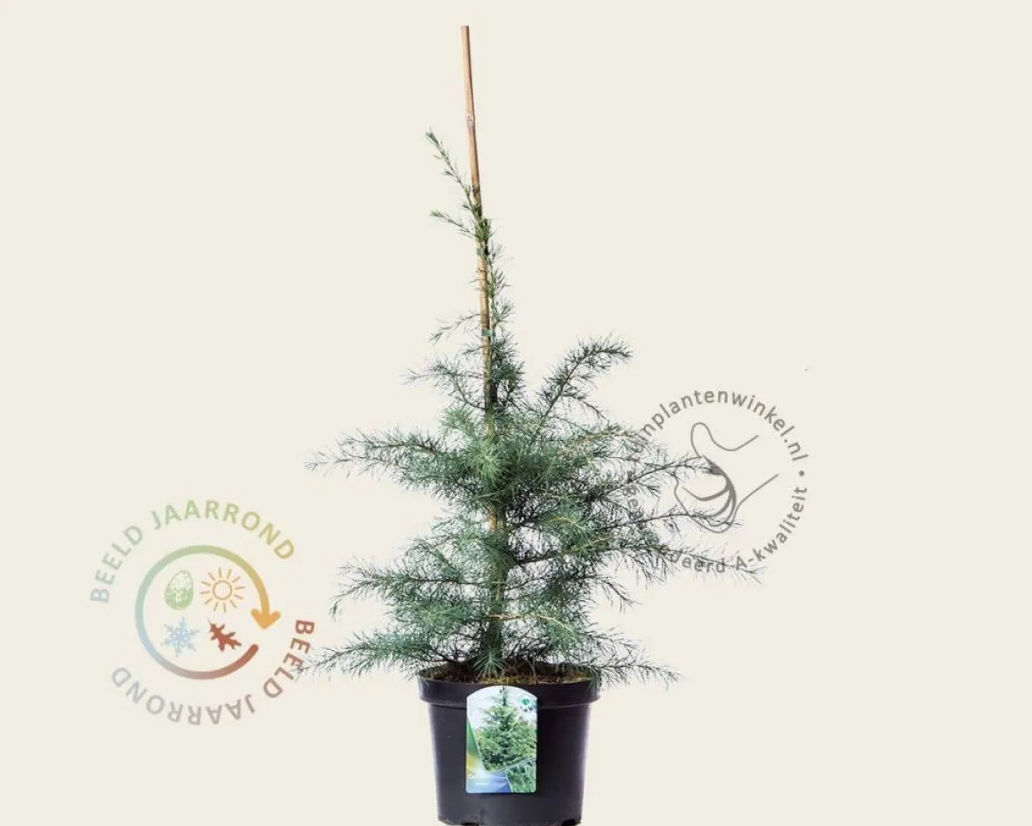 Cedrus deodara 60/80