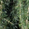 Cedrus deodara 'Feelin Blue' - 40 cm stam
