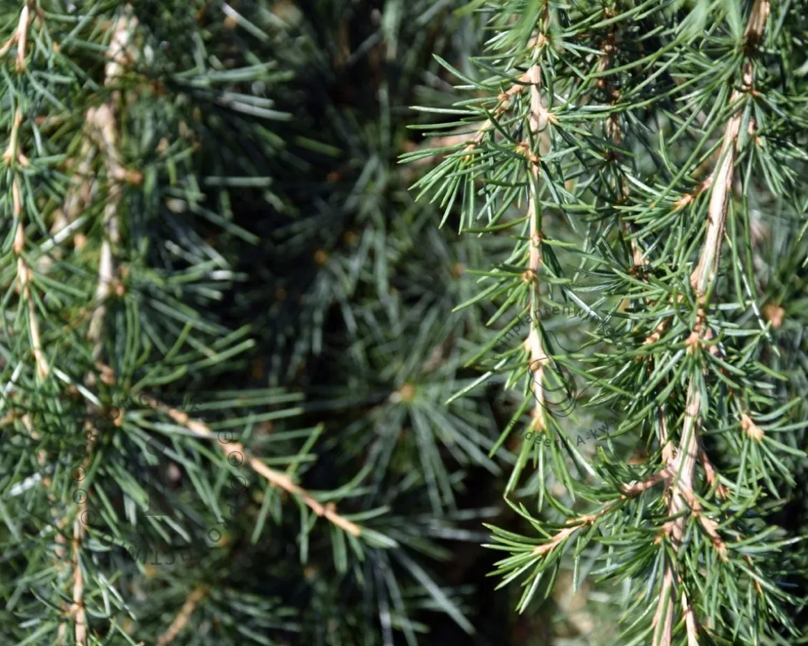 Cedrus deodara 'Feelin Blue' - 40 cm stam