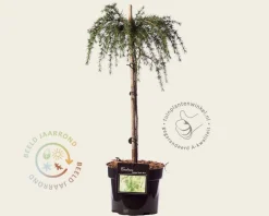 Cedrus deodara 'Feelin Blue' - 40 cm stam