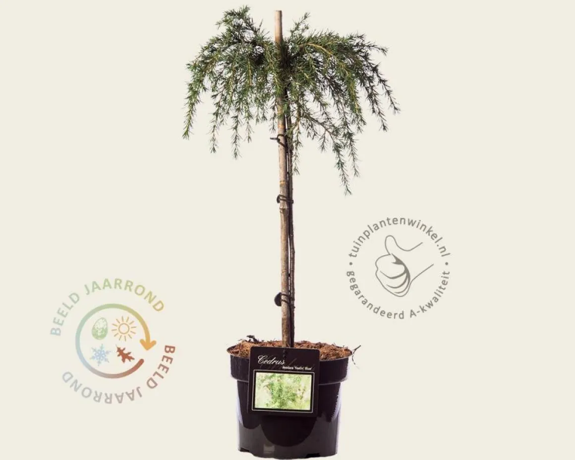 Cedrus deodara 'Feelin Blue' - 40 cm stam