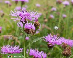 Centaurea jacea