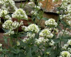 Centranthus ruber 'Albus'