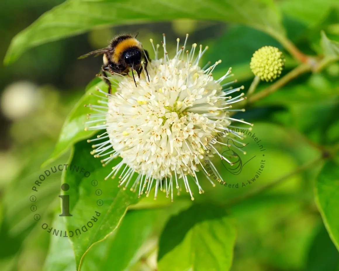 Cephalanthus occidentalis - XL