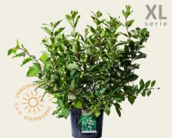 Cephalanthus occidentalis - XL