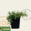 Cerastium arvense